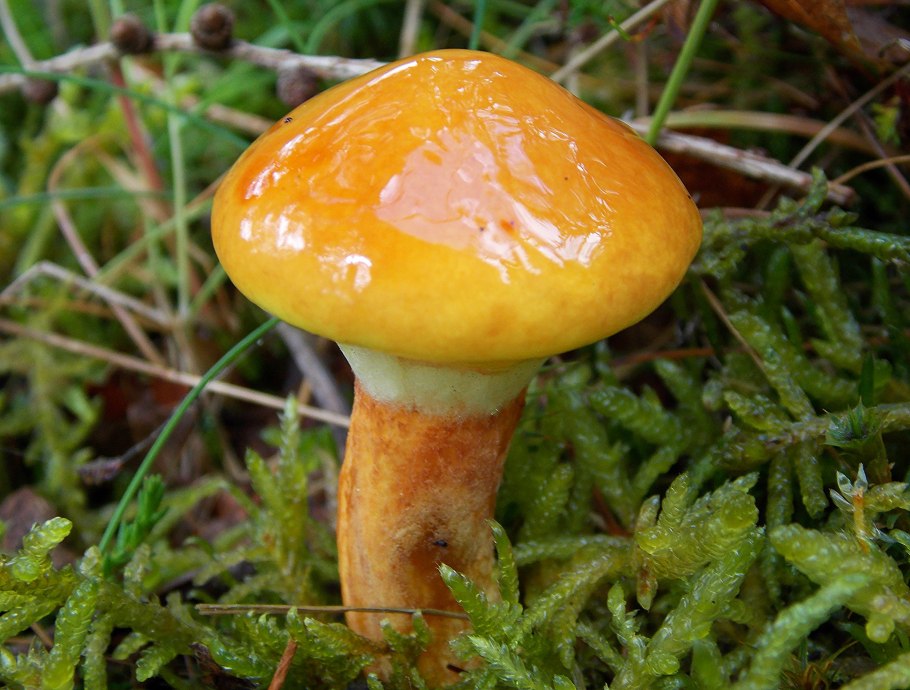 Маслята и рыжики