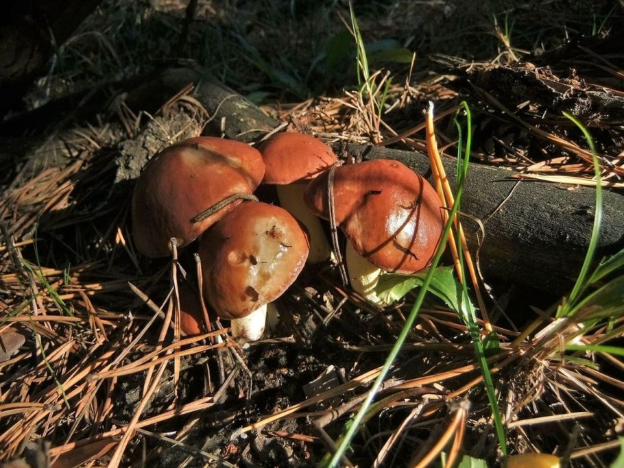 Маслята полевые