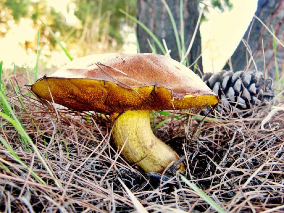 Маслёнок поздний