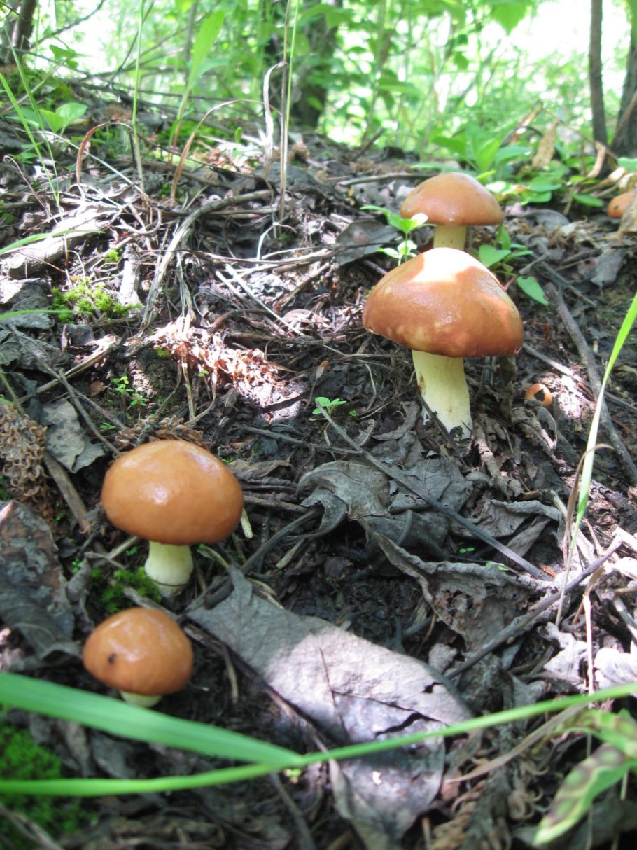 Маслята грибы грибы маслята