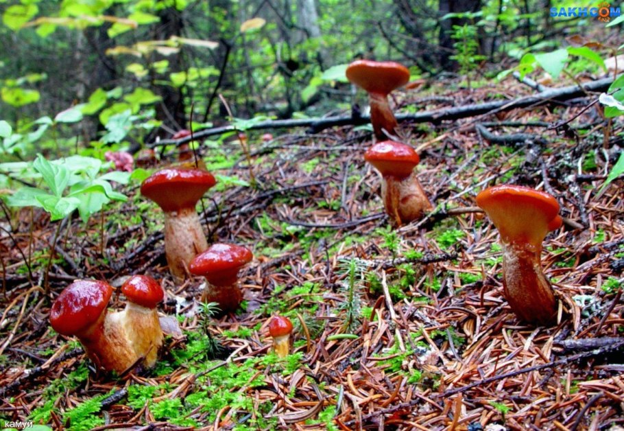 Сахалинские маслята