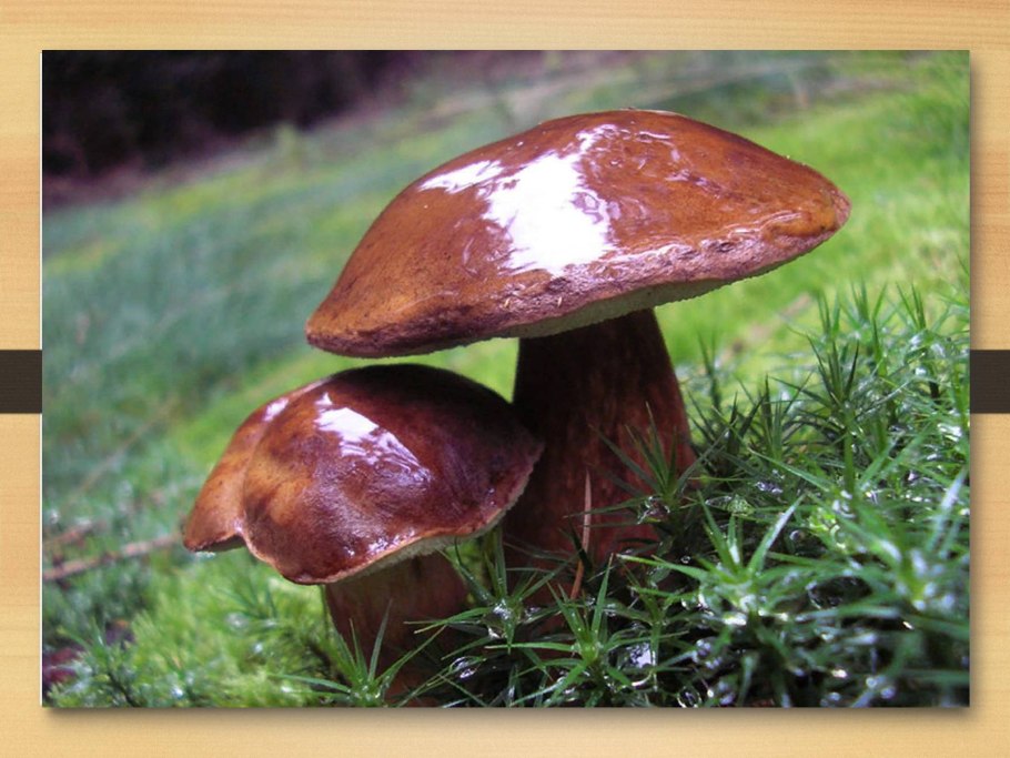 Грибочки маслята