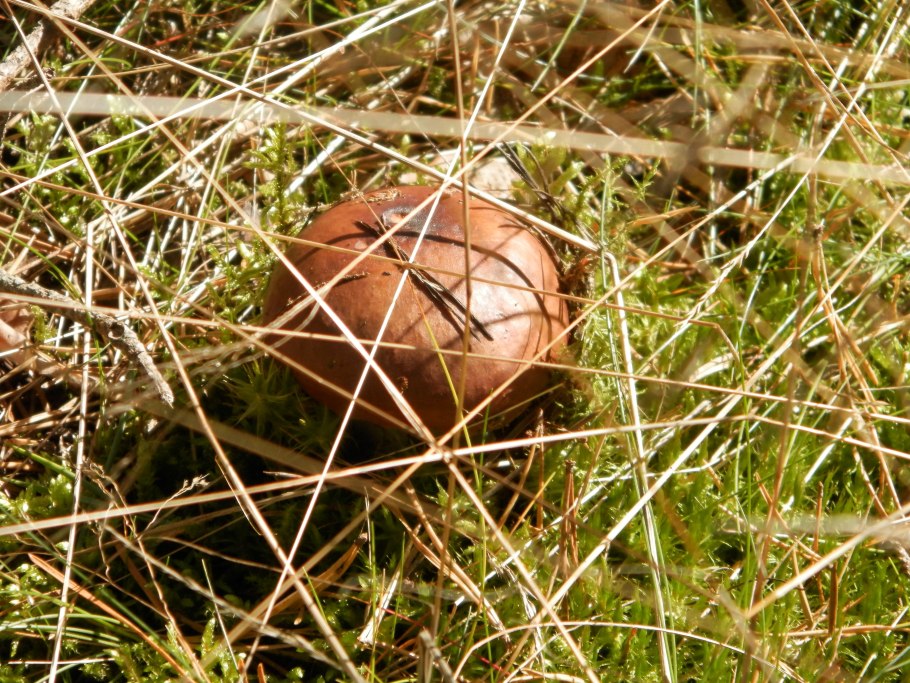 Много маслят в лесу