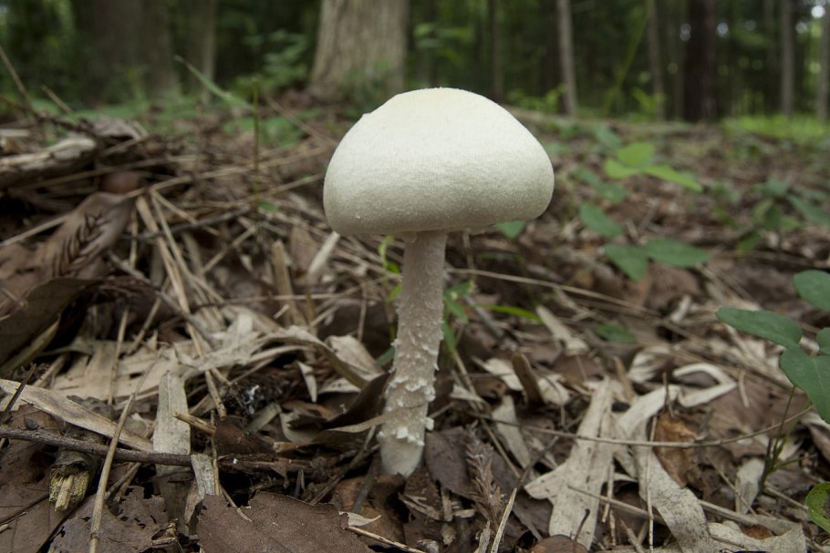 Шампиньон обыкновенный (Agaricus Campestris)