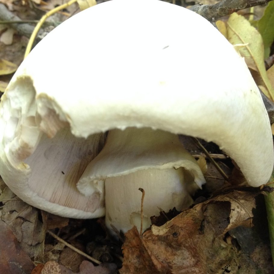 Шампиньон Луговой