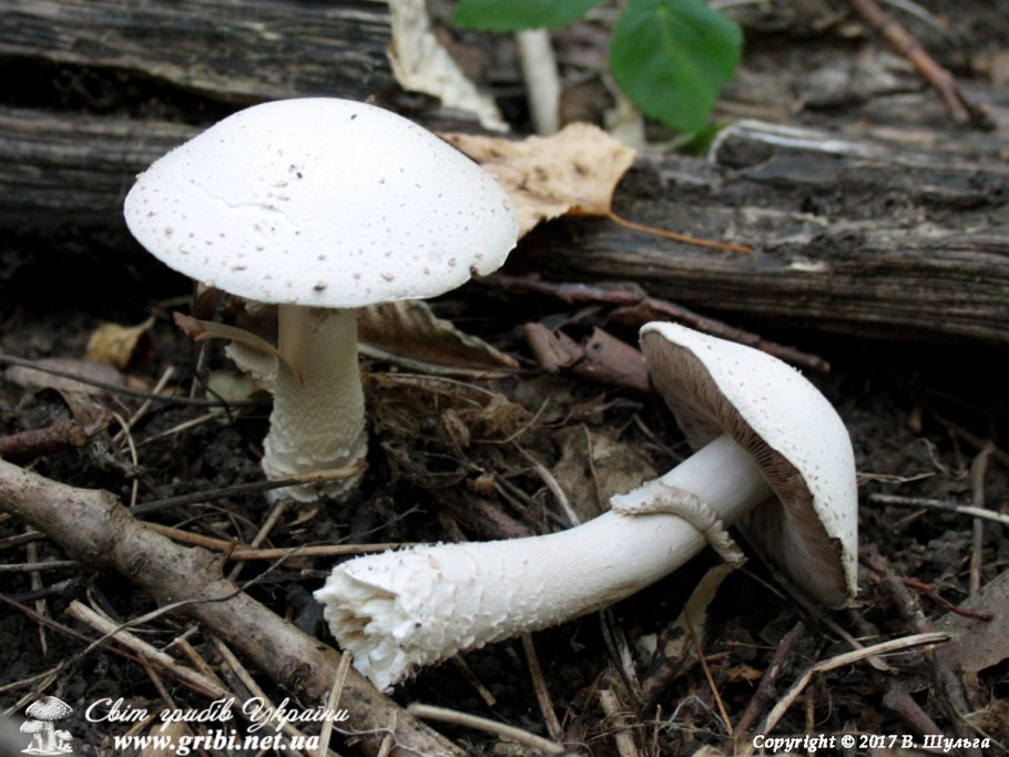 Agaricus abruptibulbus