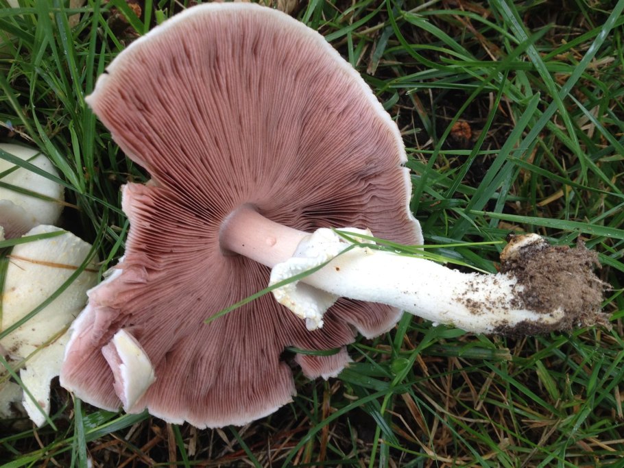 Шампиньон Кривой (Agaricus abruptibulbus)