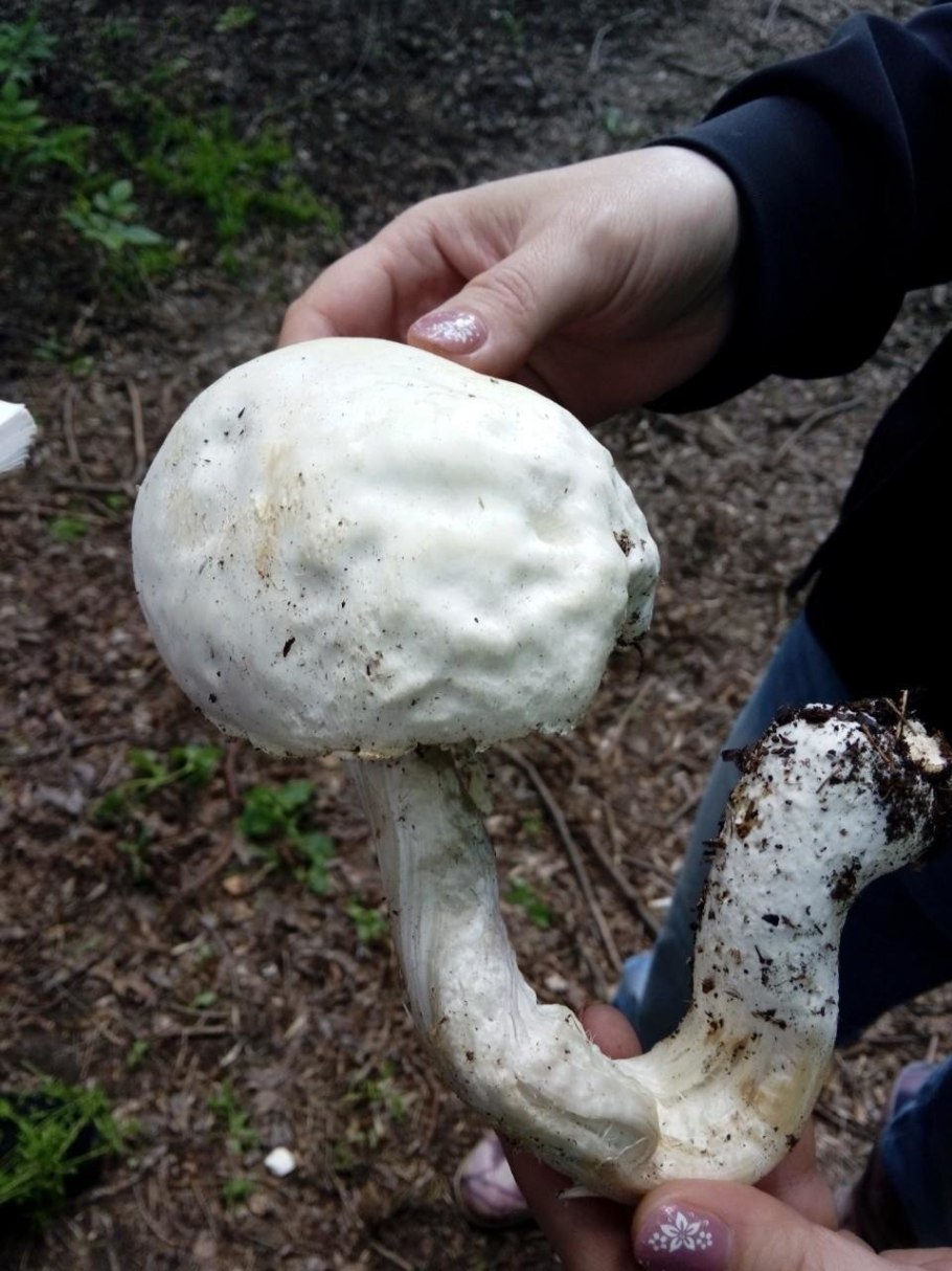 Шампиньон Кривой (Agaricus abruptibulbus)