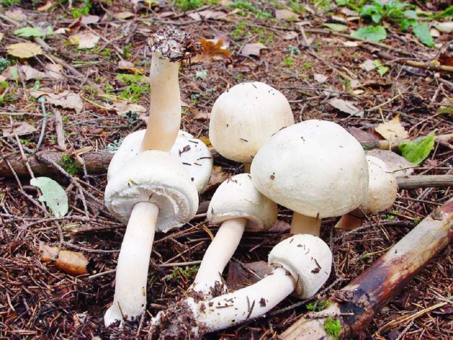 Шампиньон Кривой (Agaricus abruptibulbus)