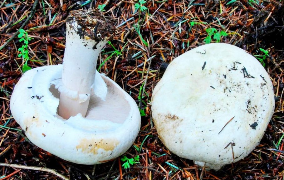 Agaricus abruptibulbus