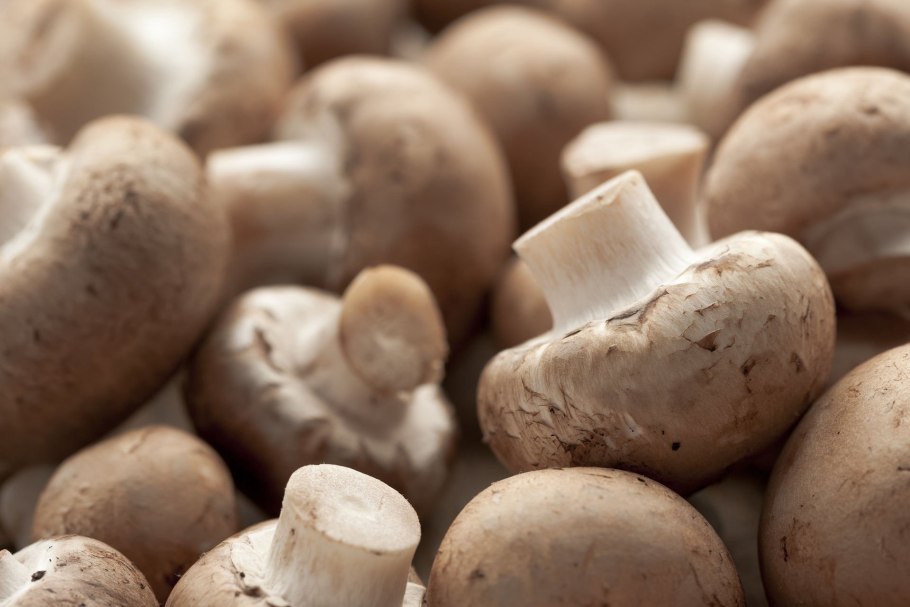 Шампиньоны мартин