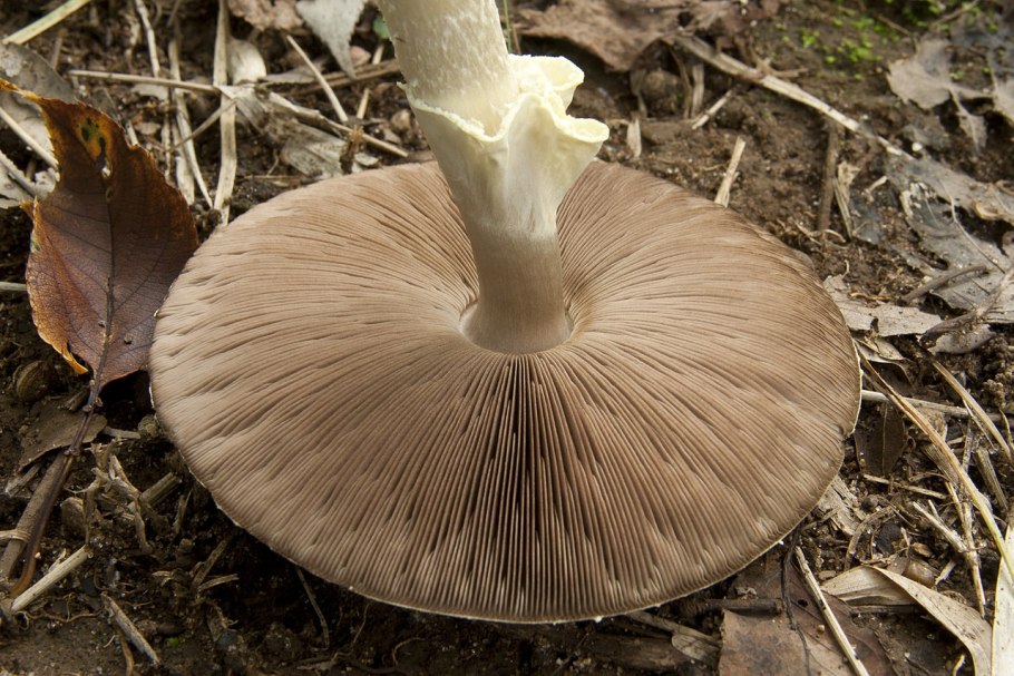 Шампиньон Эссета (Agaricus essettei)