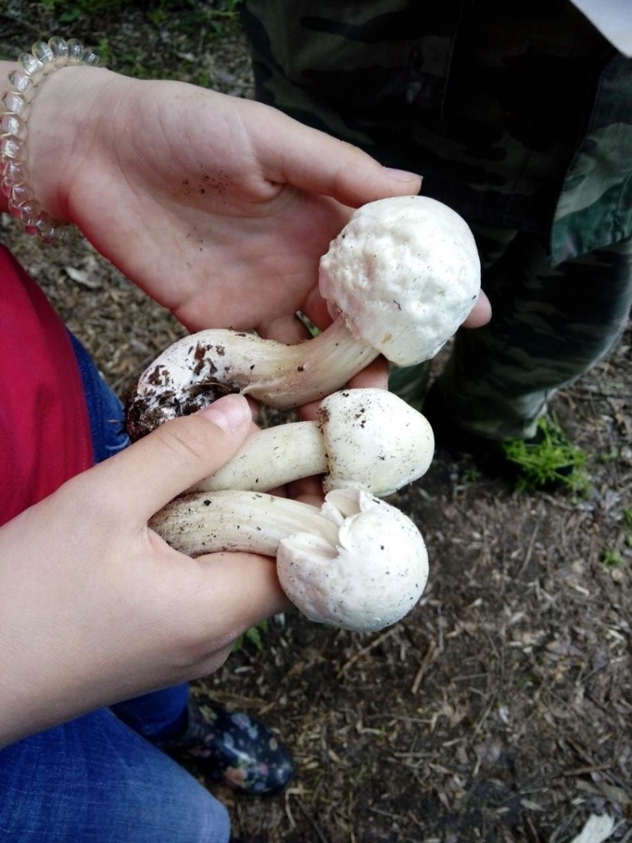 Шампиньон отчетливоклубеньковый