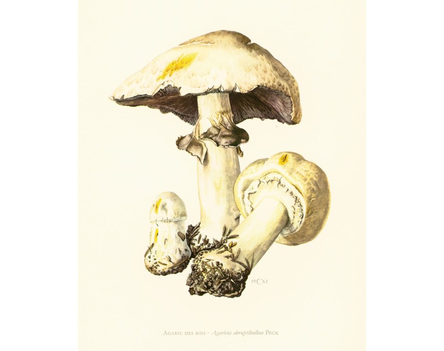 Agaricus semotus