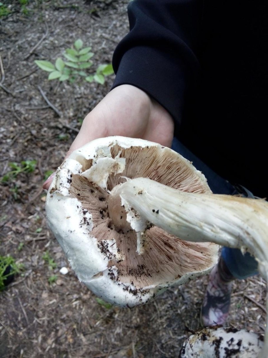 Шампиньон Луговой Agaricus Campestris