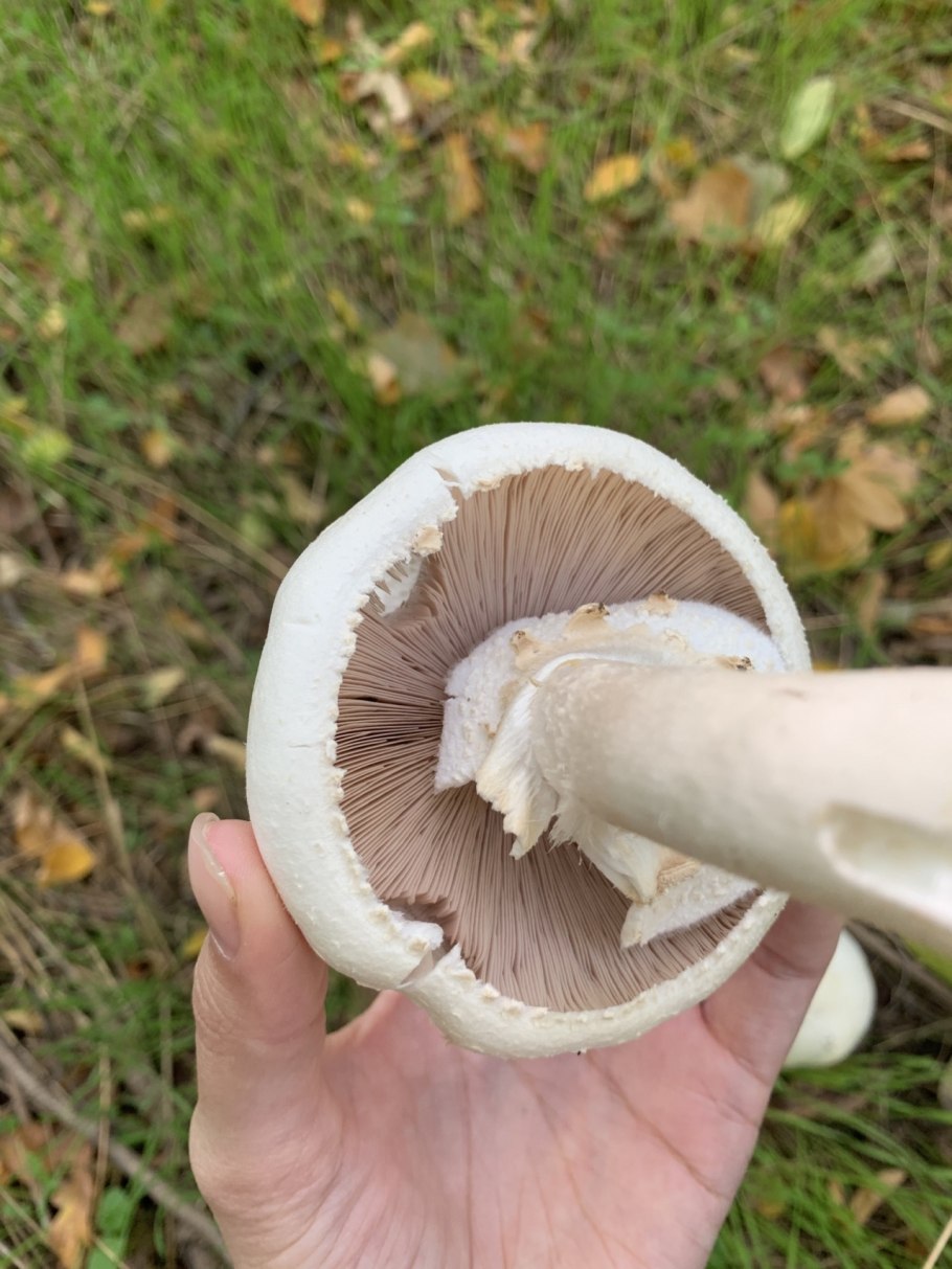 Необычные шампиньоны