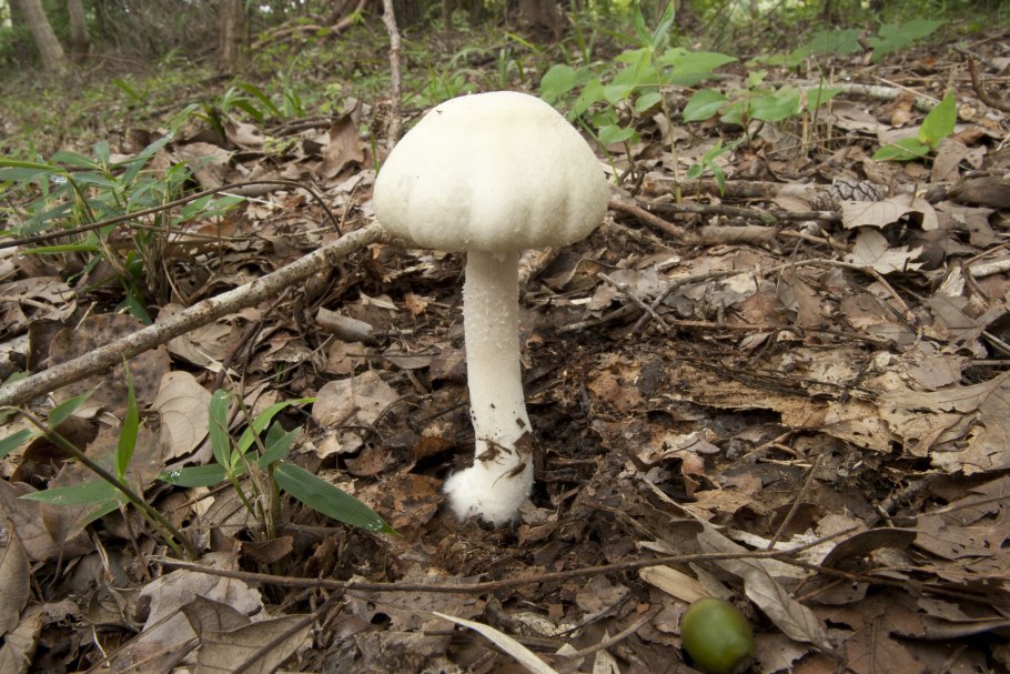Шампиньон Кривой (Agaricus abruptibulbus)