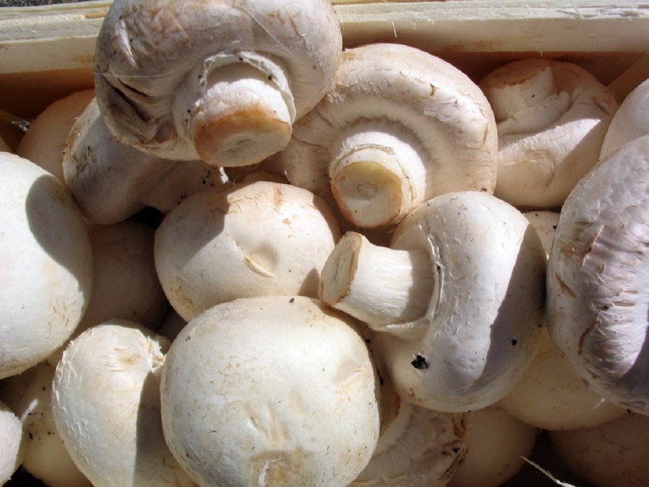 Белошампиньон длиннокорневой (Leucoagaricus barssii)