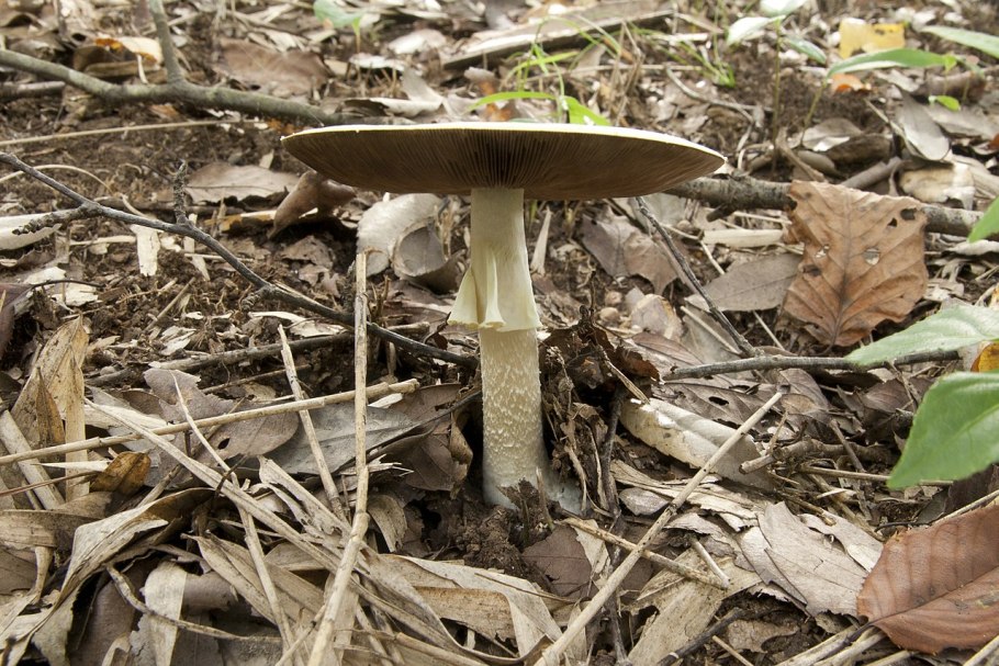 Agaricus abruptibulbus