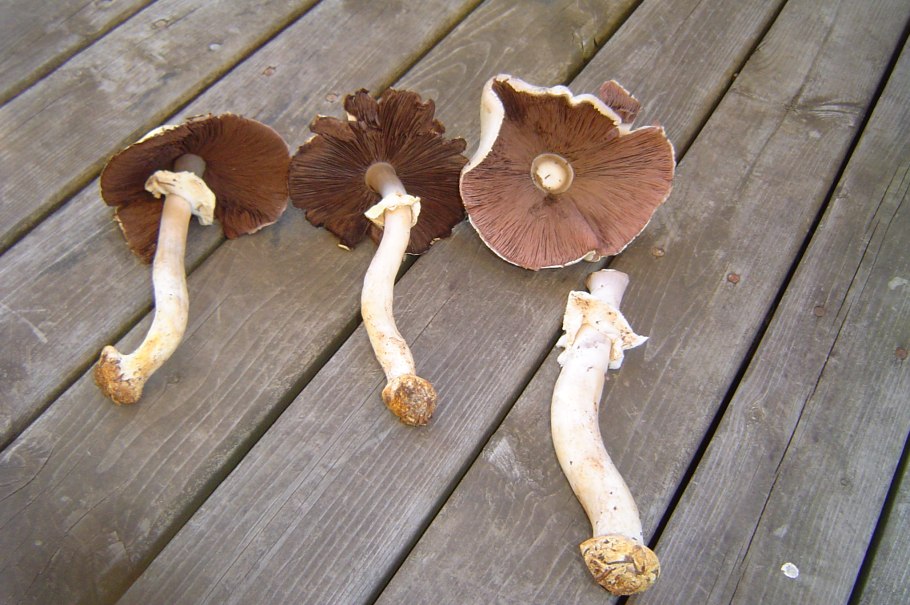 Agaricus abruptibulbus