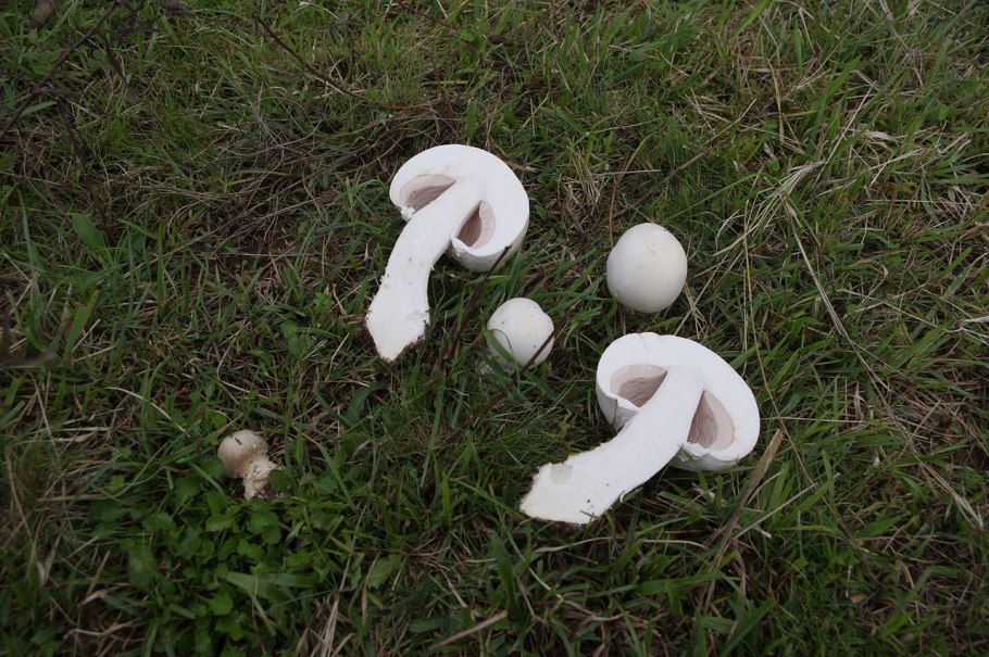 Шампиньон полевой agaricus arvensis