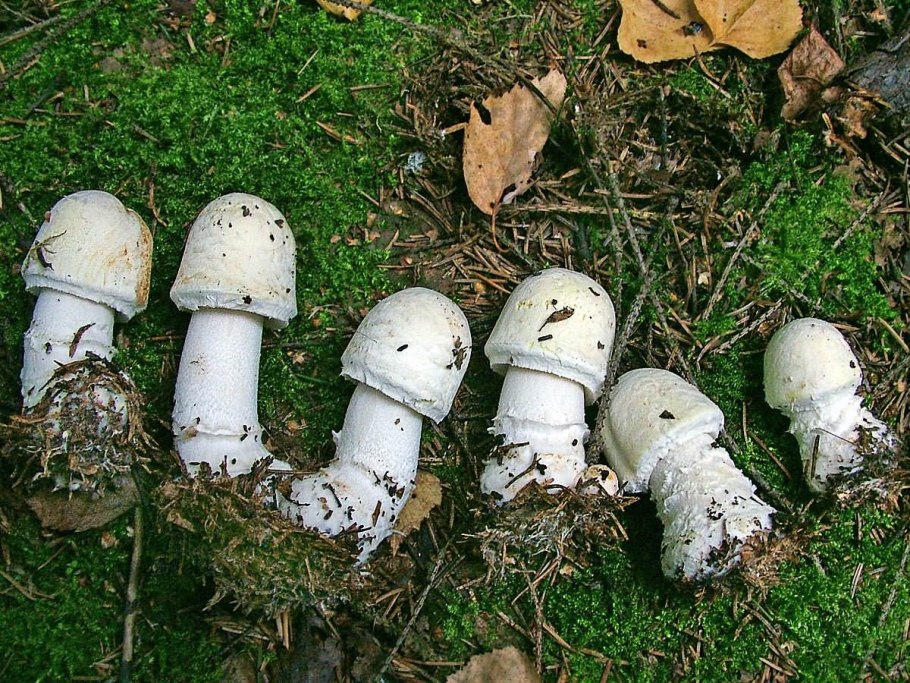 Шампиньон отчетливоклубеньковый