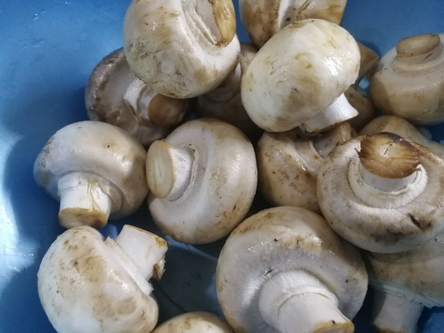 Шампиньон обыкновенный (Agaricus Campestris)