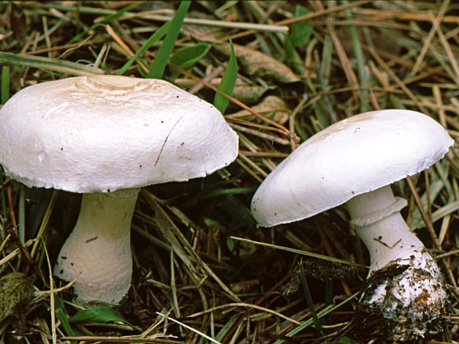 Условно съедобные грибы