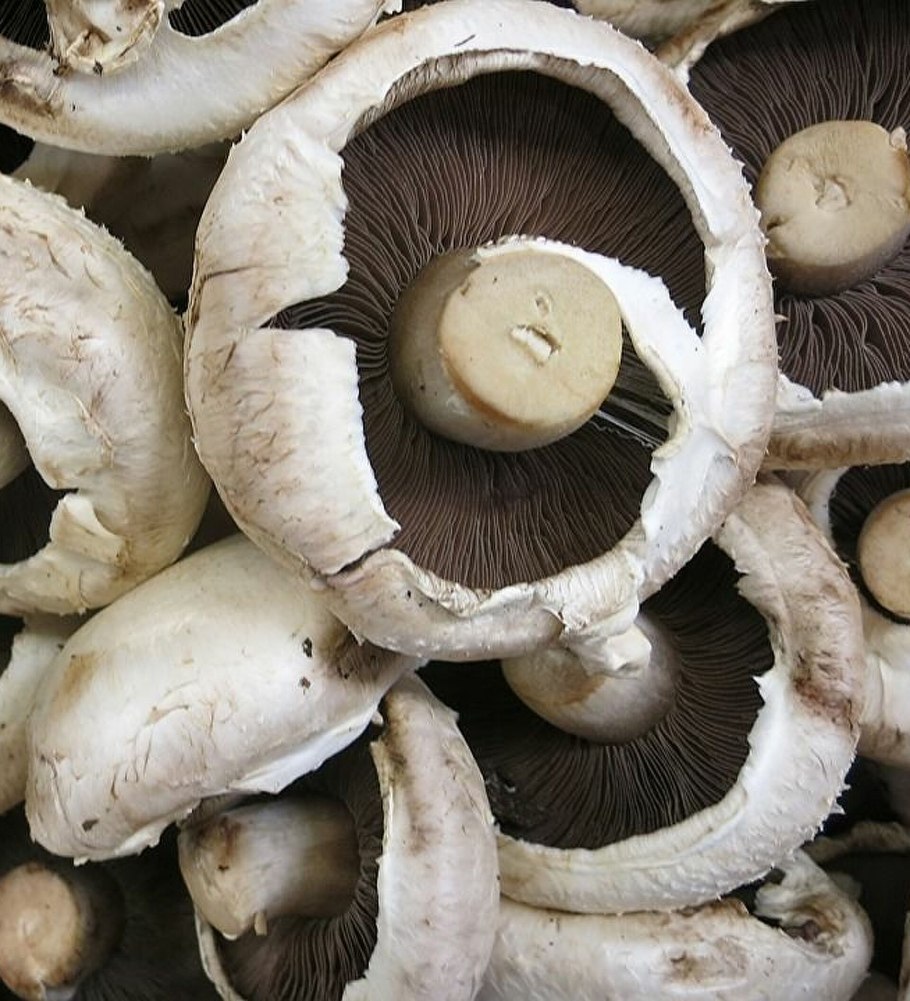 Шампиньон крупноспоровый фото