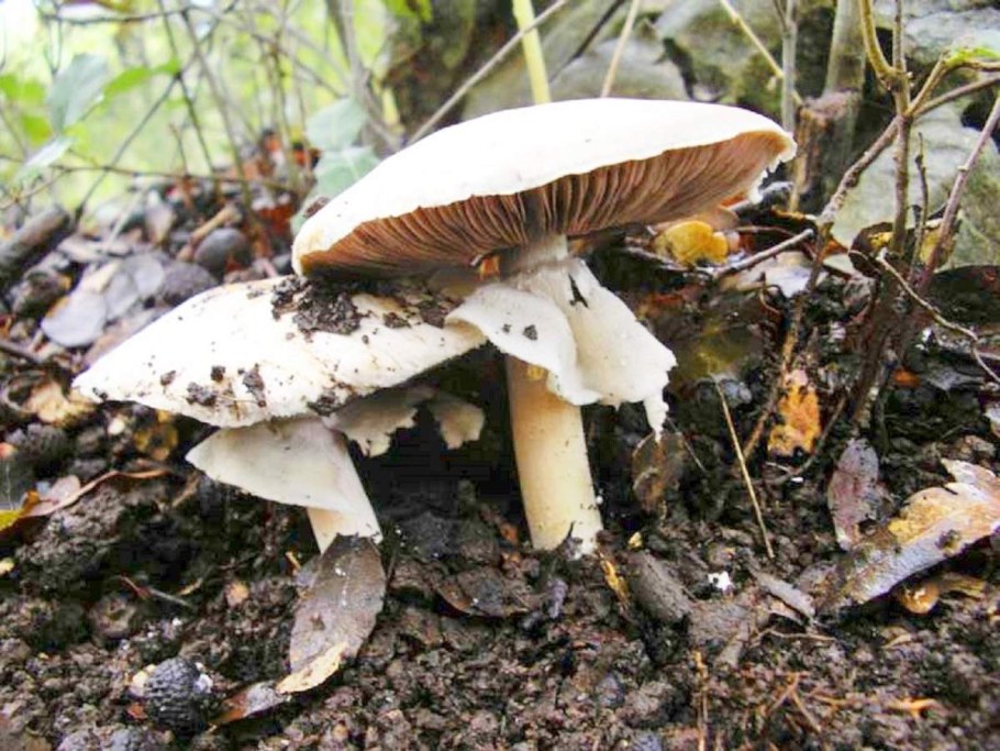 Море шампиньонов