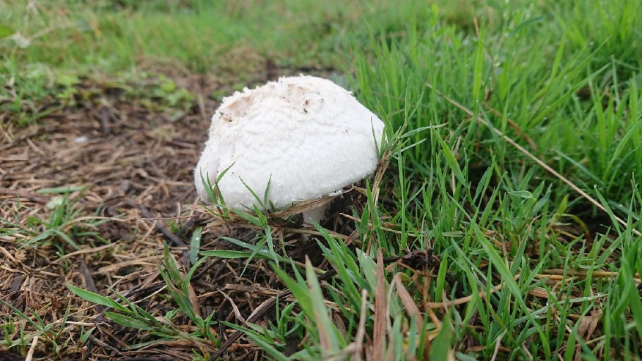 Шампиньон Эссета (Agaricus essettei)