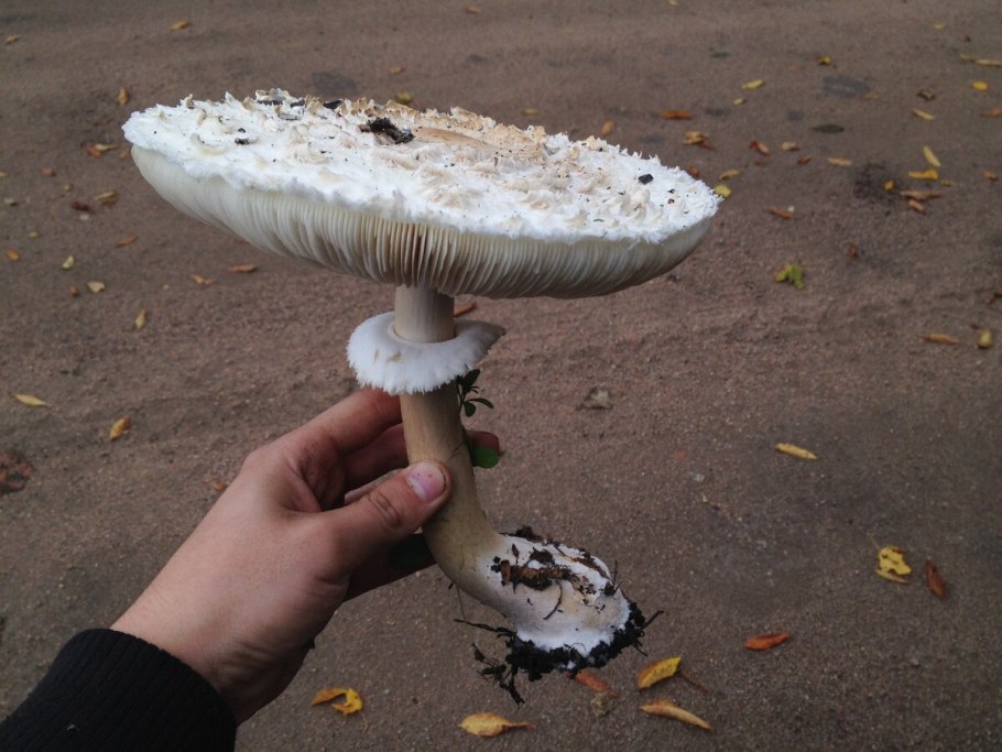 Маленькие шампиньоны