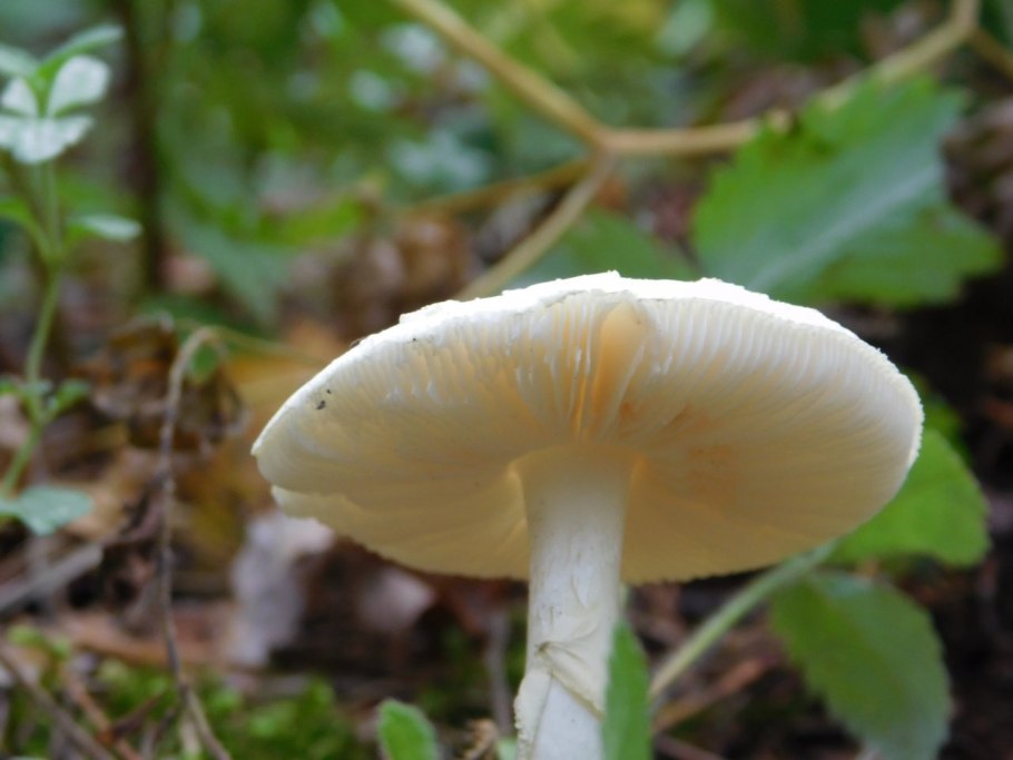 Шампиньоны свежие купить в Заозерный