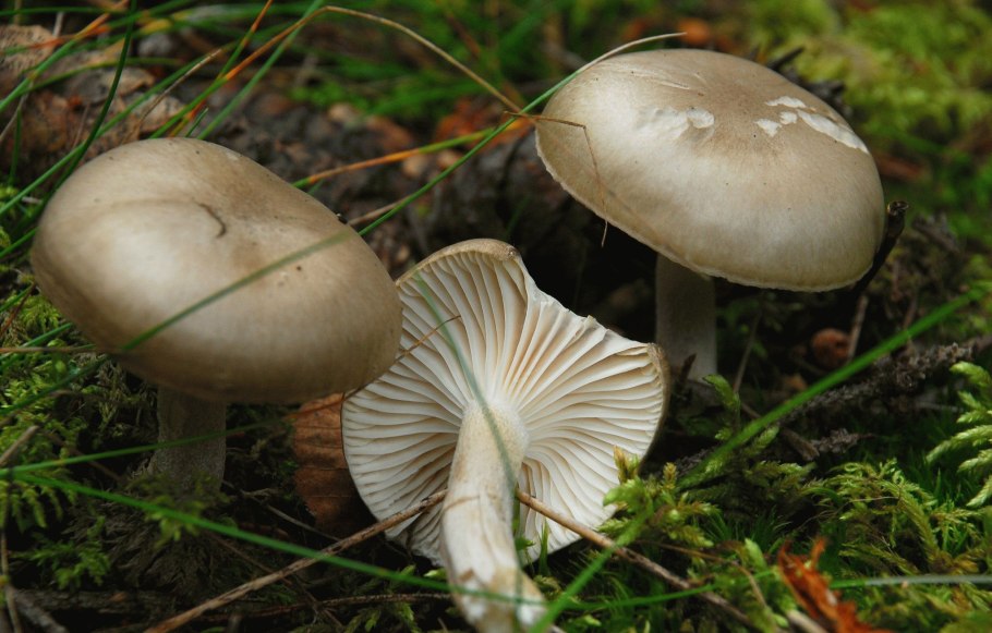 Mycena epipterygia