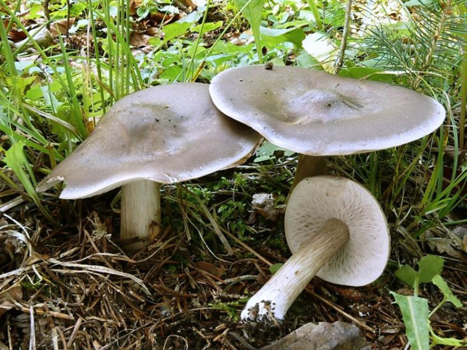 Паутинник сизоножковый