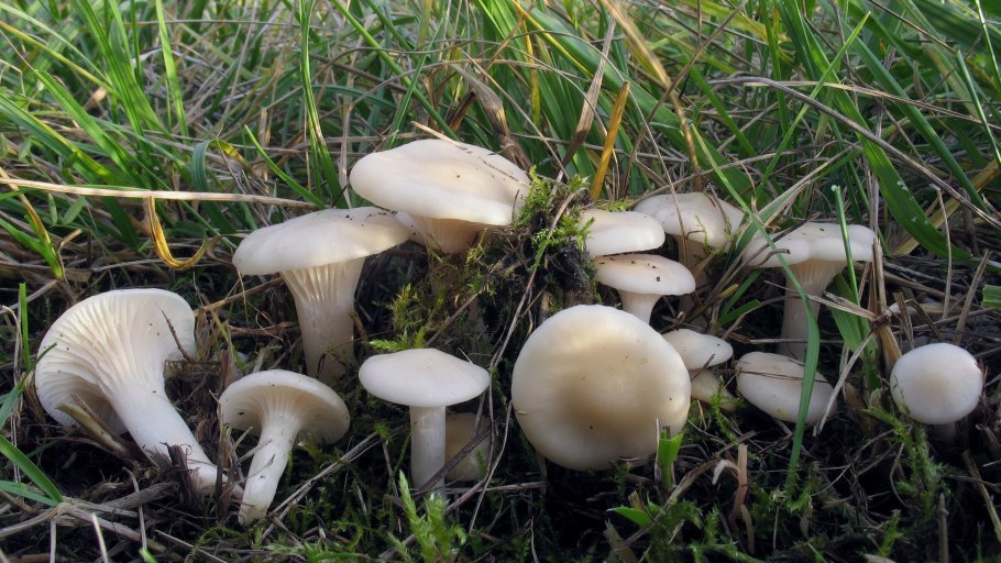 Сыроежка Веленовского