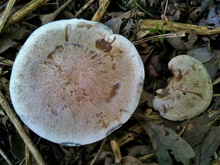 Гриб пластинчатый розоватый плоский