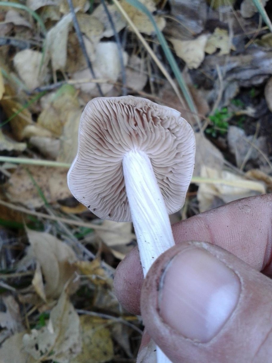 Чешуйчатка Ольховая Pholiota alnicola