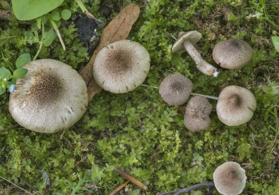 Clitocybe vibecina