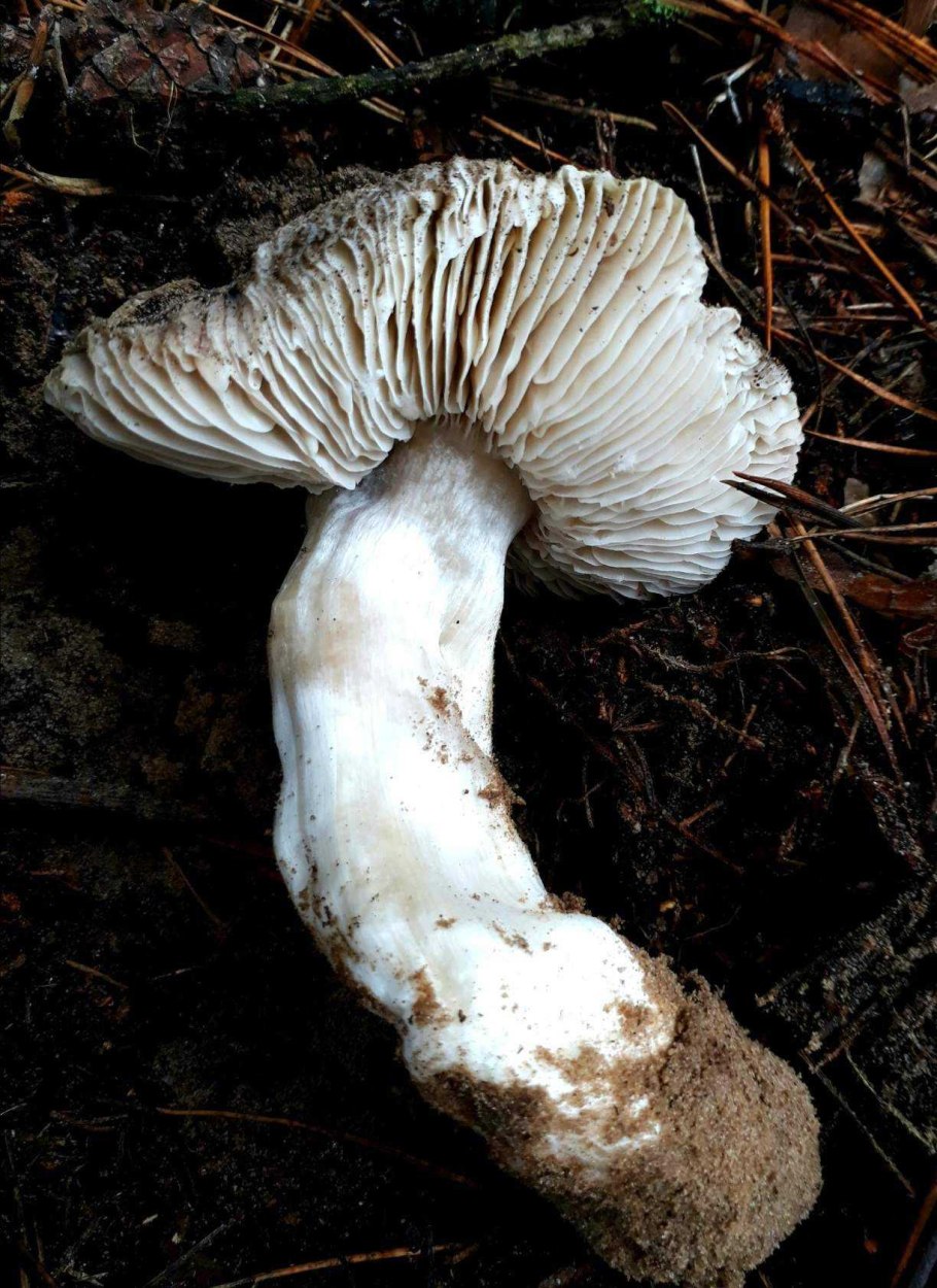 Белые пластинчатые грибы