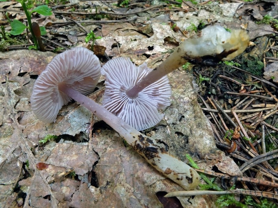 Пластинчатый серый скользкий гриб