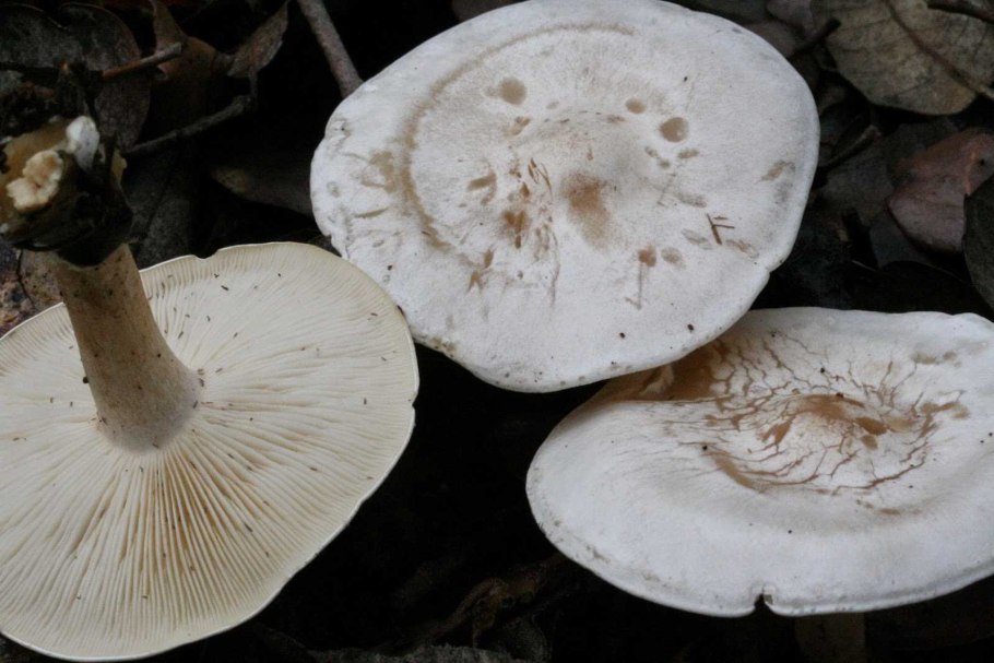 Воротничковая вольва гриб