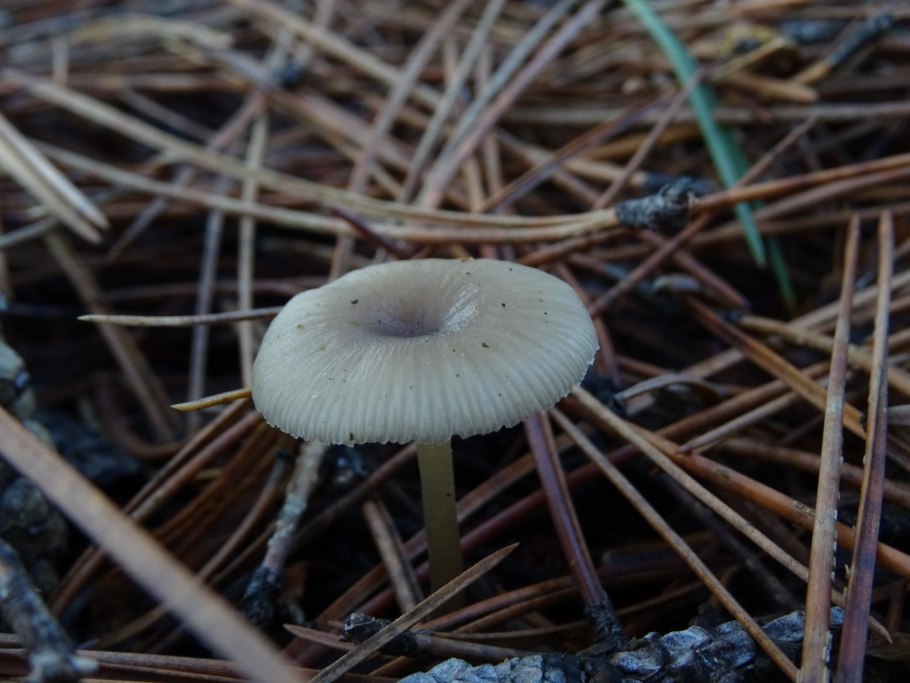 Clitocybe phyllophila