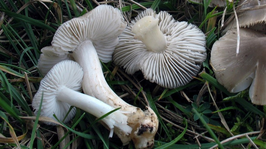 Млечник серо-розовый Lactarius helvus