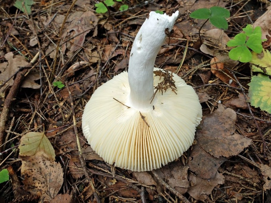 Мухомор порфировый