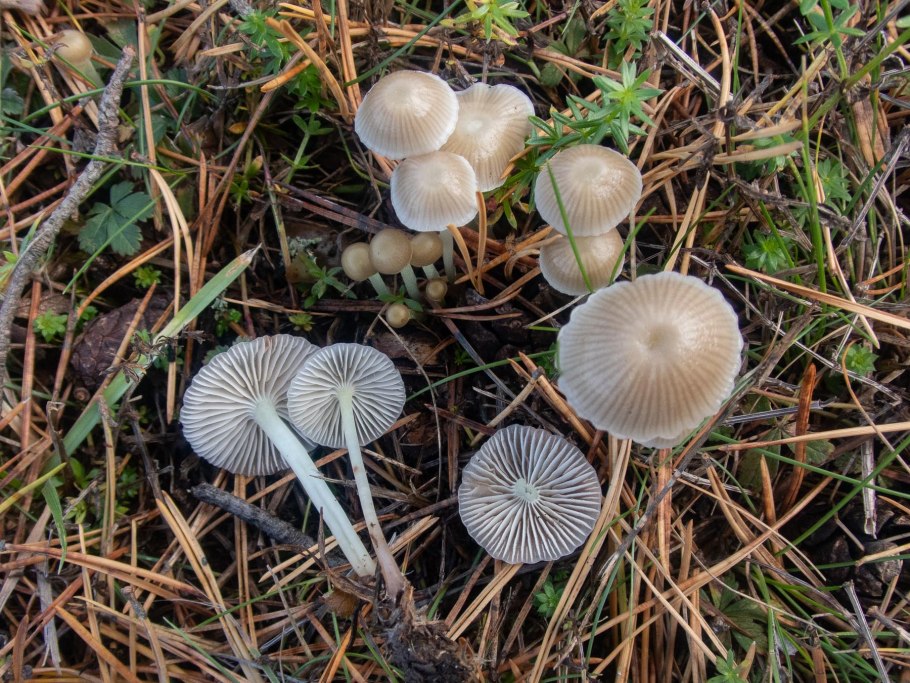 Гриб гигрофор белый