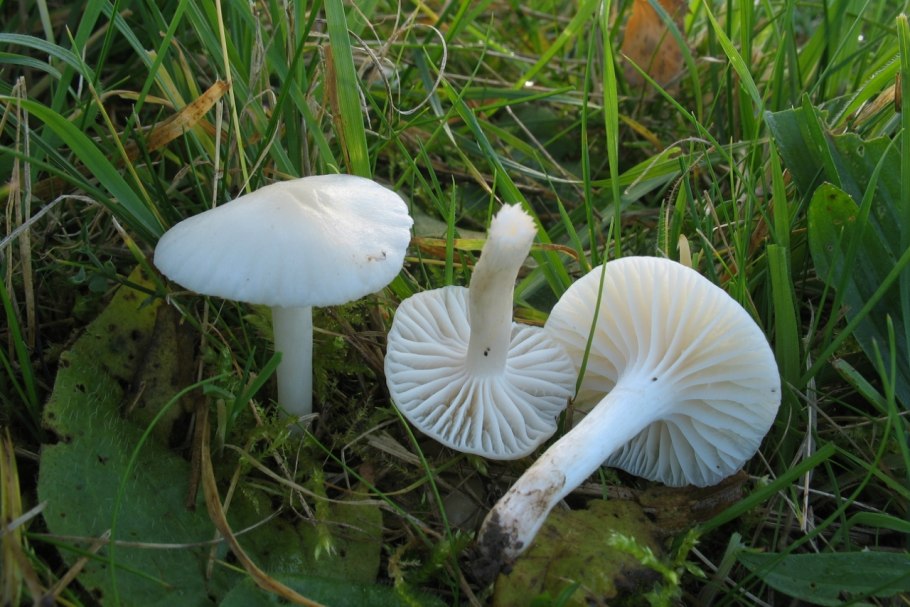 Cuphophyllus Fornicatus