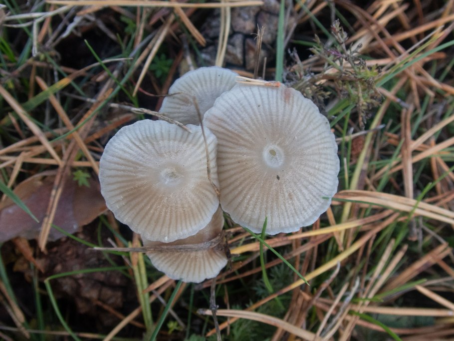 Сыроежка синеножка