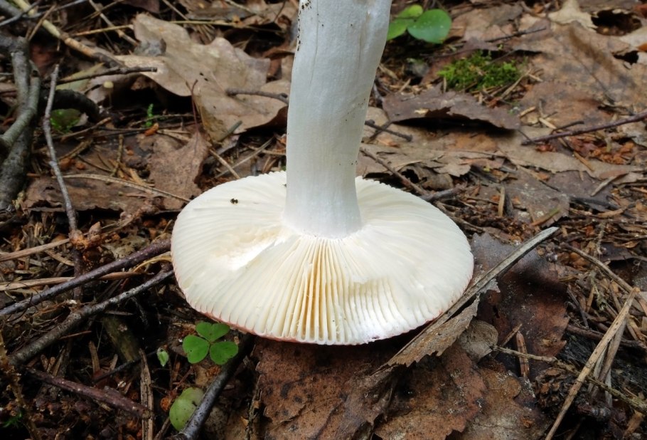 Белый пластинчатый гриб на толстой ножке