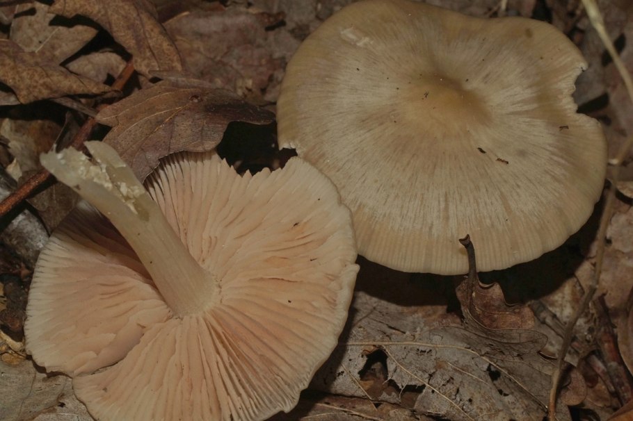 Мегаколлибия широкопластинчатая